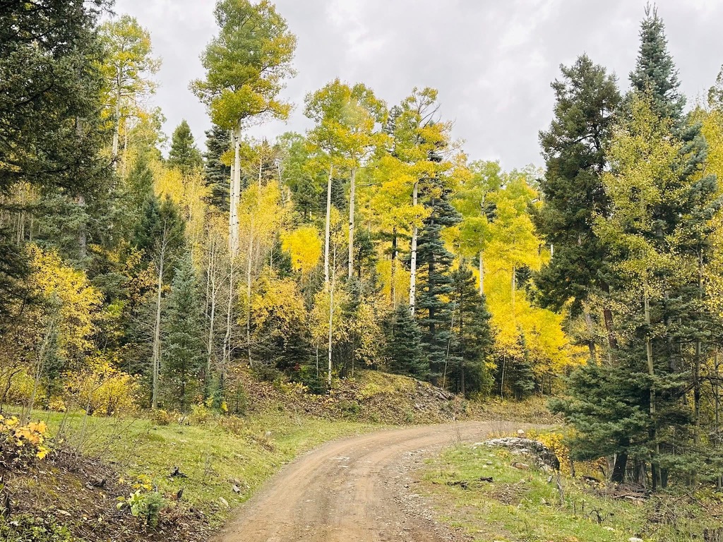 Fall aspen colors dirt road Pecos Canyon New Mexico
