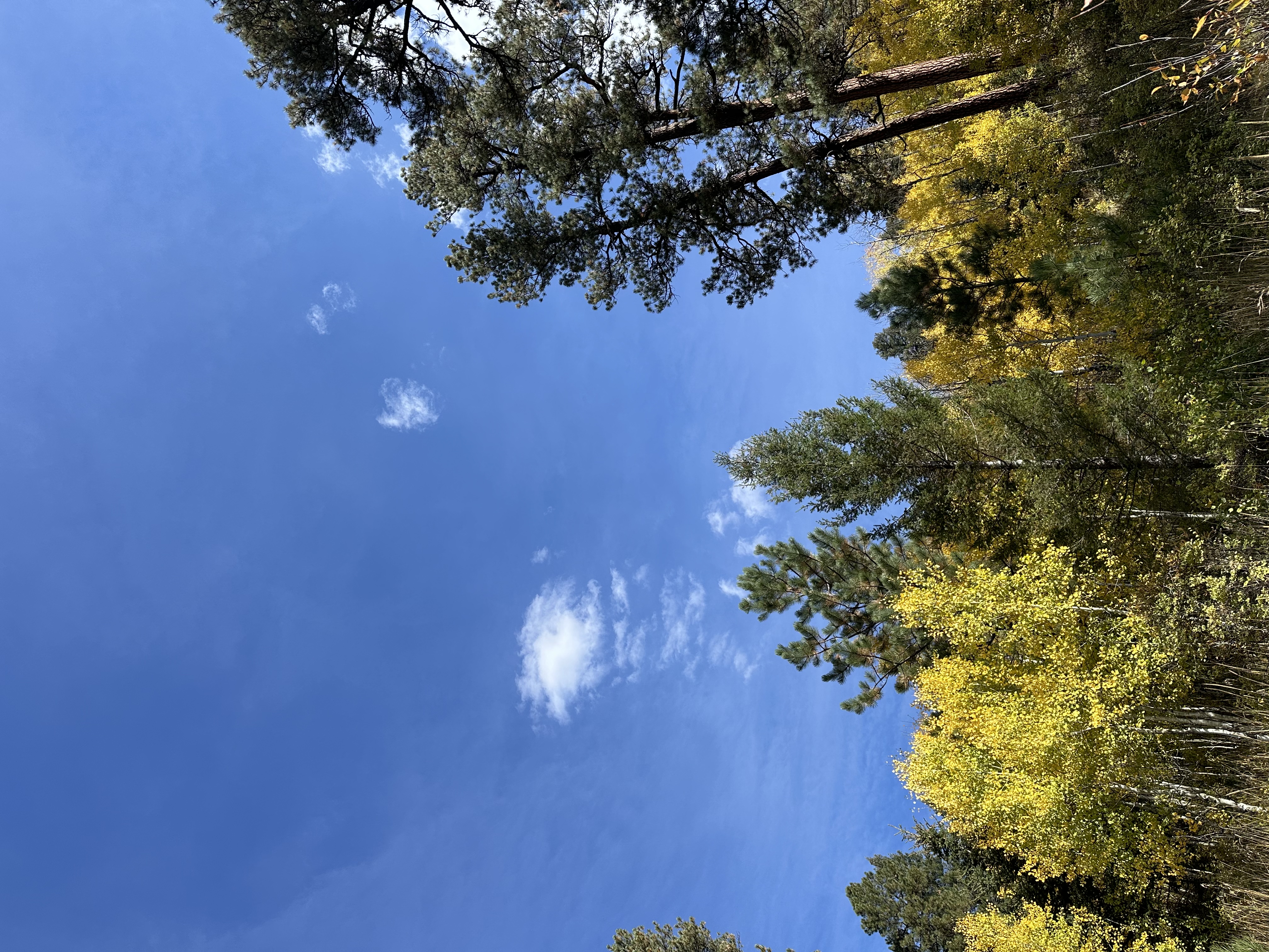 Golden aspens against brilliant blue sky fall New Mexico