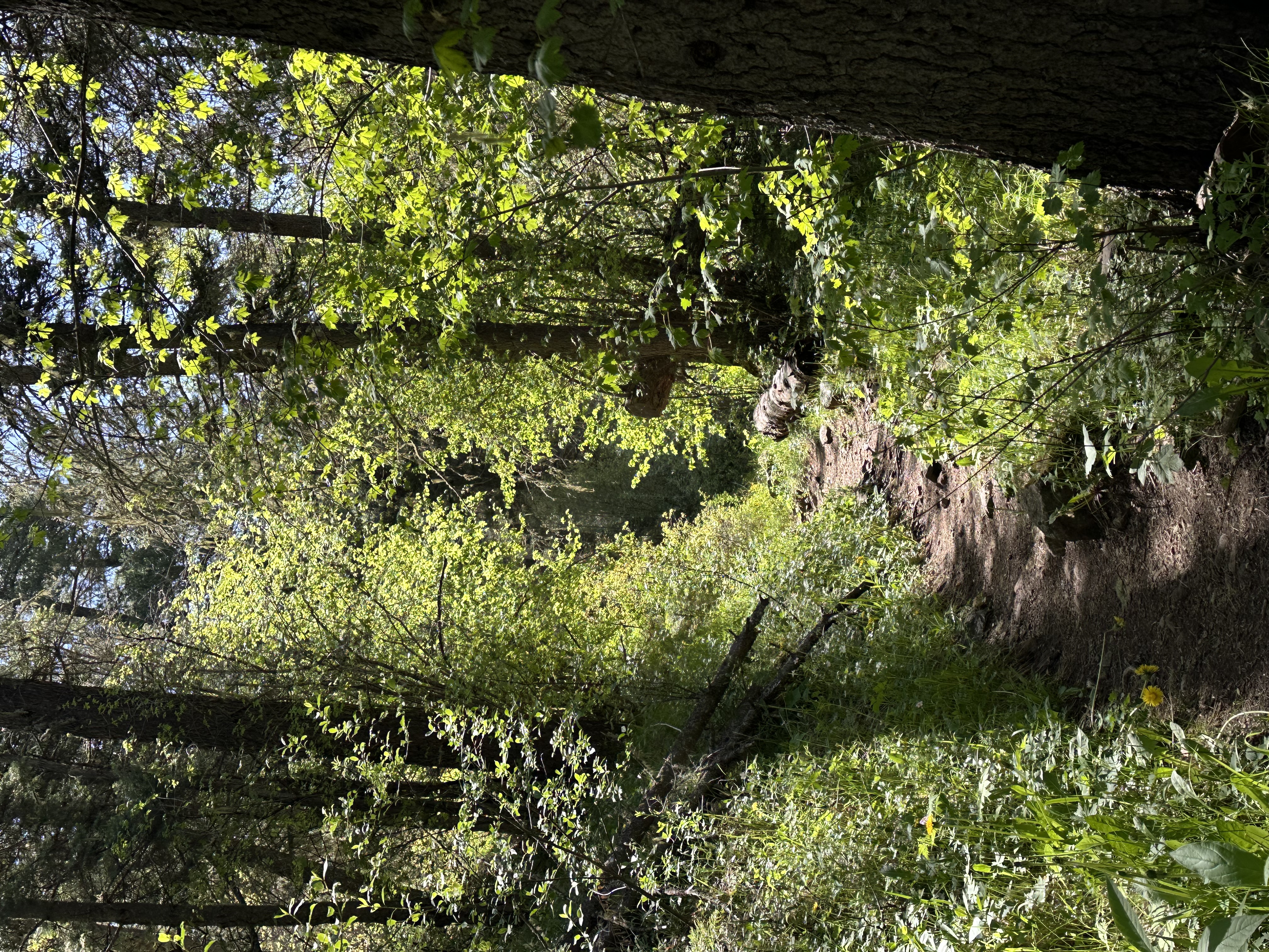 Narrow forest trail through lush green trees Pecos Wilderness summer