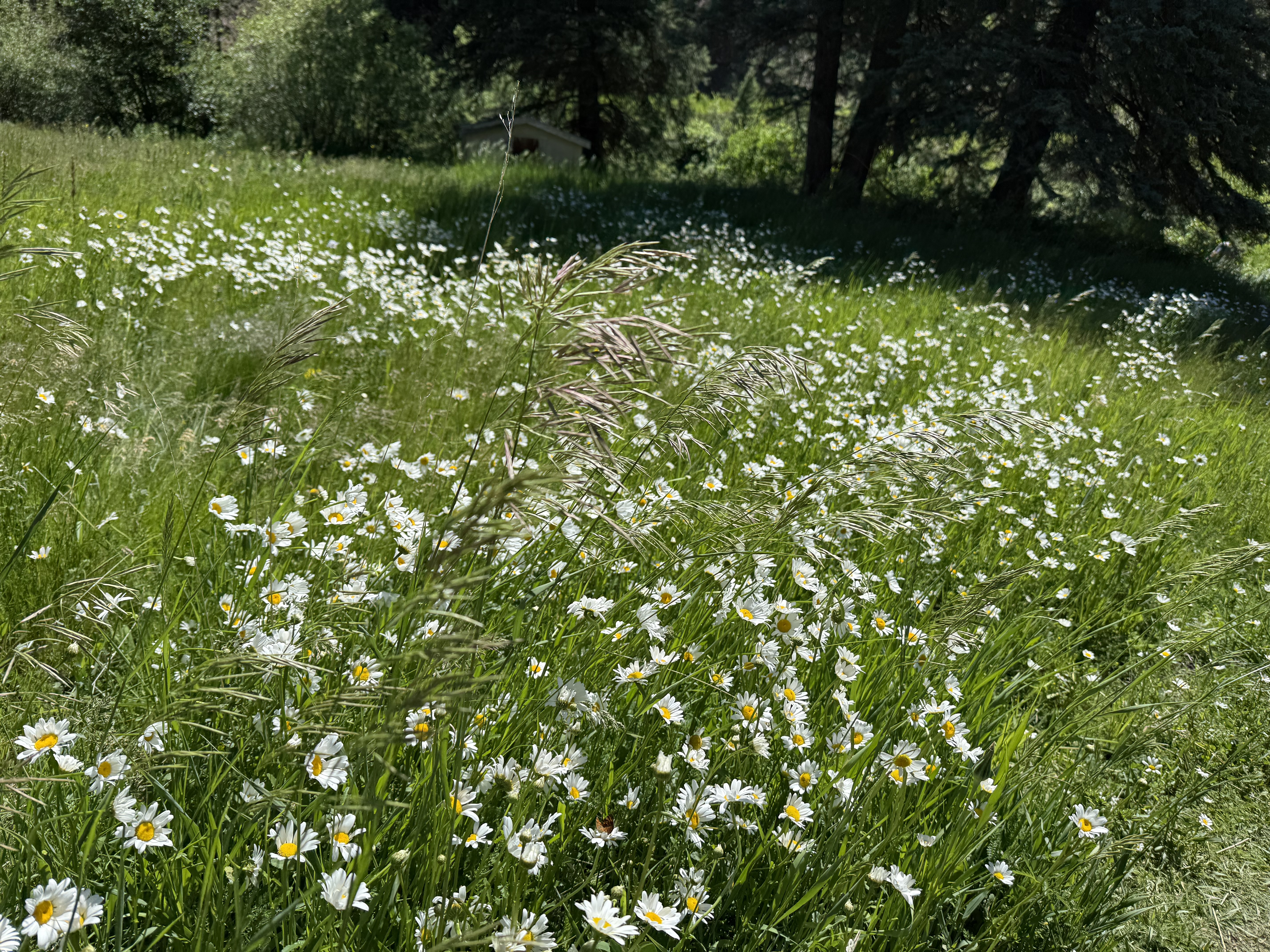 Wild daisy meadow in summer at Vida Bonita Pecos