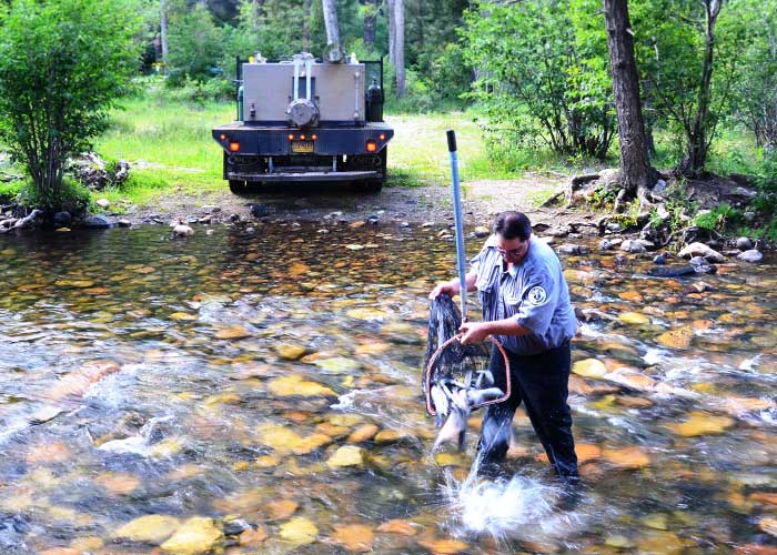 New Mexico Game & Fish officer releasing rainbow trout into the Pecos River from a stocking truck
