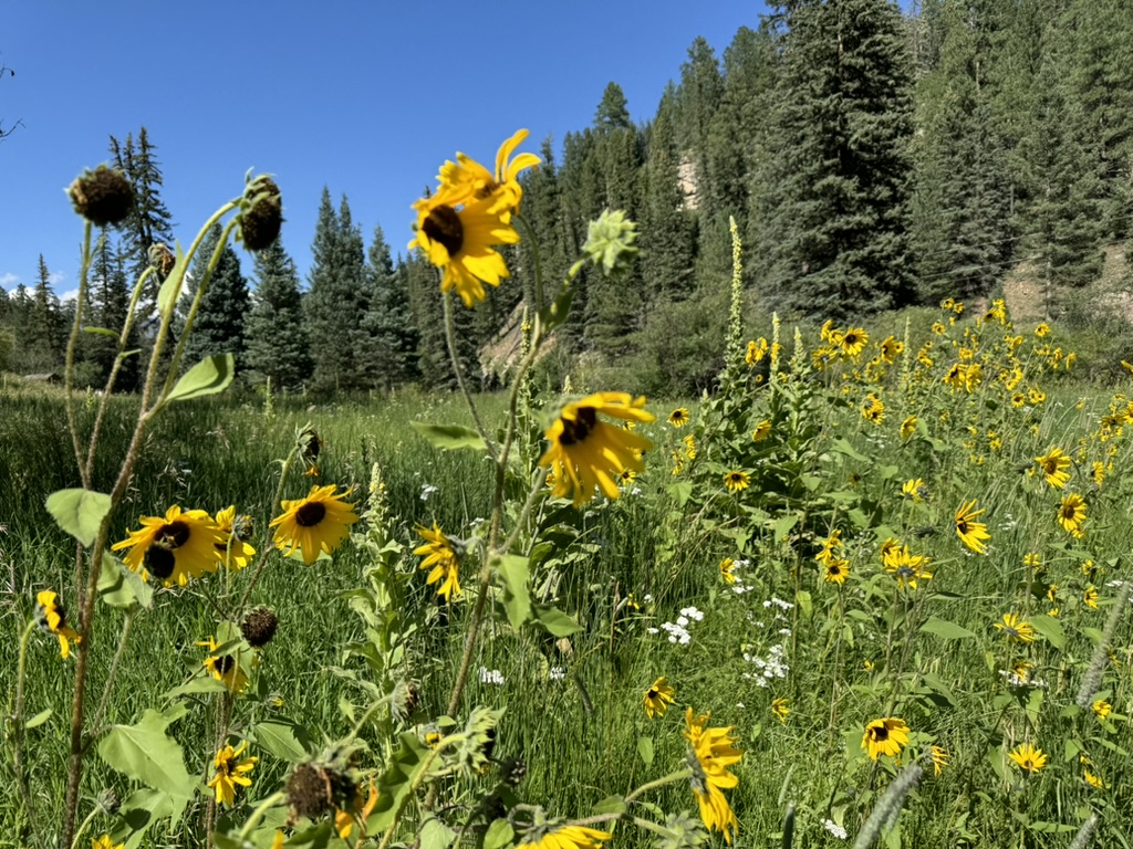 Summer wildflowers meadow Pecos Canyon New Mexico